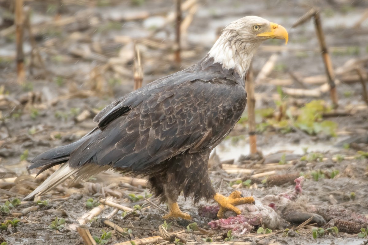 Bald Eagle - Rick Wilhoit