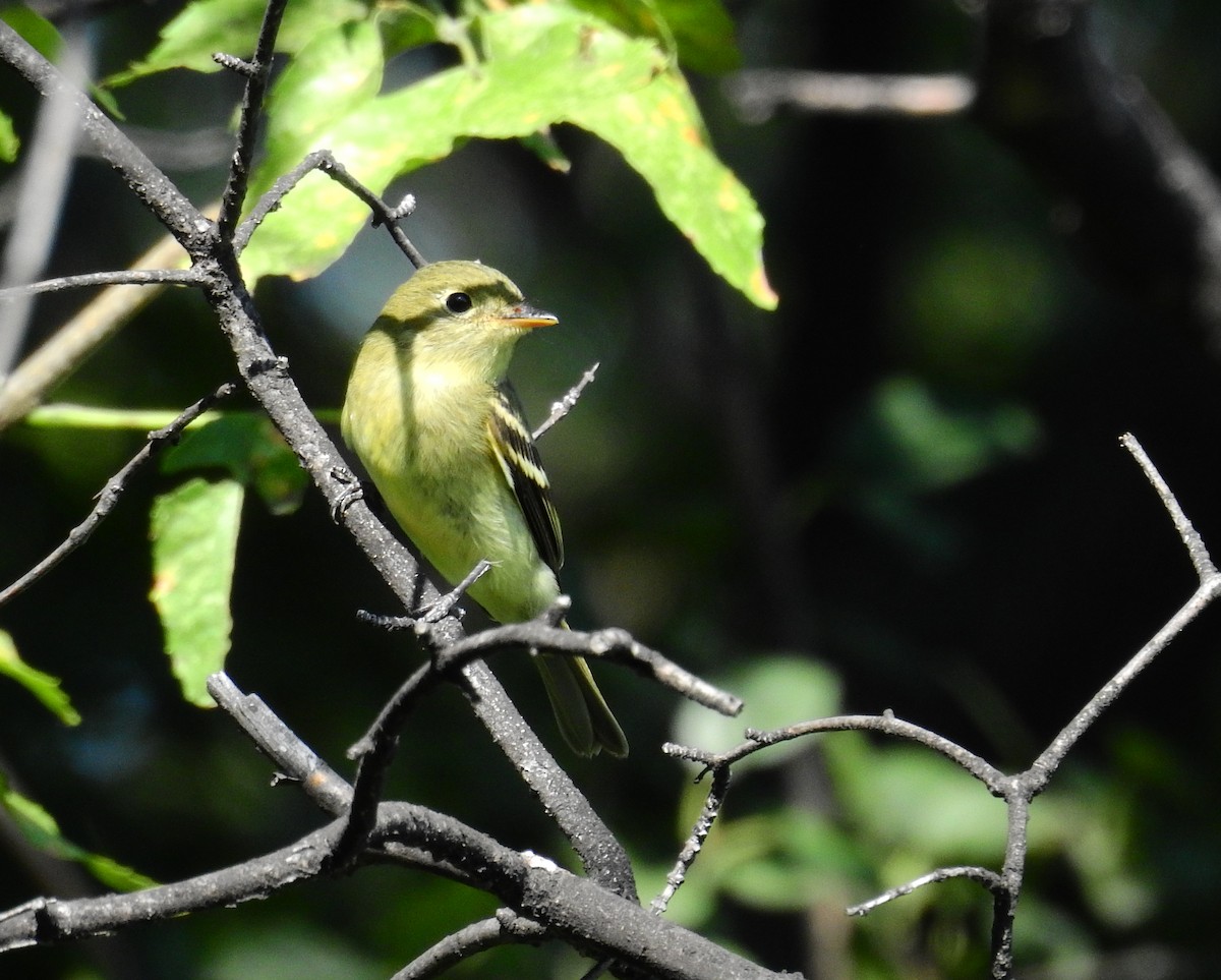 Yellow-bellied Flycatcher - ML33624701