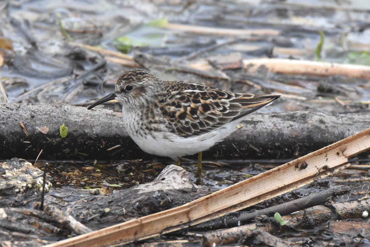 Least Sandpiper - ML336247591