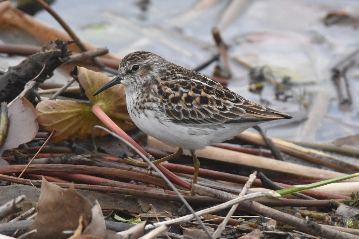 Least Sandpiper - ML336247651