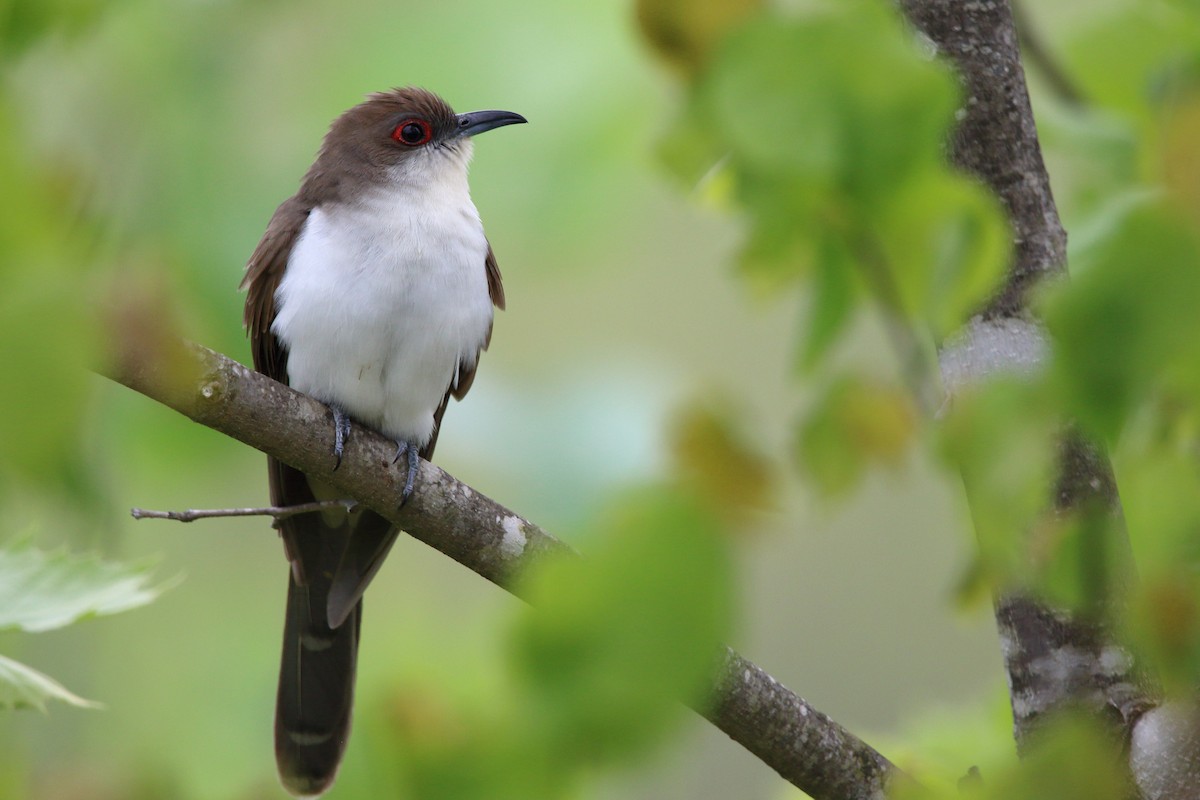 Black-billed Cuckoo - Andrew Elgin