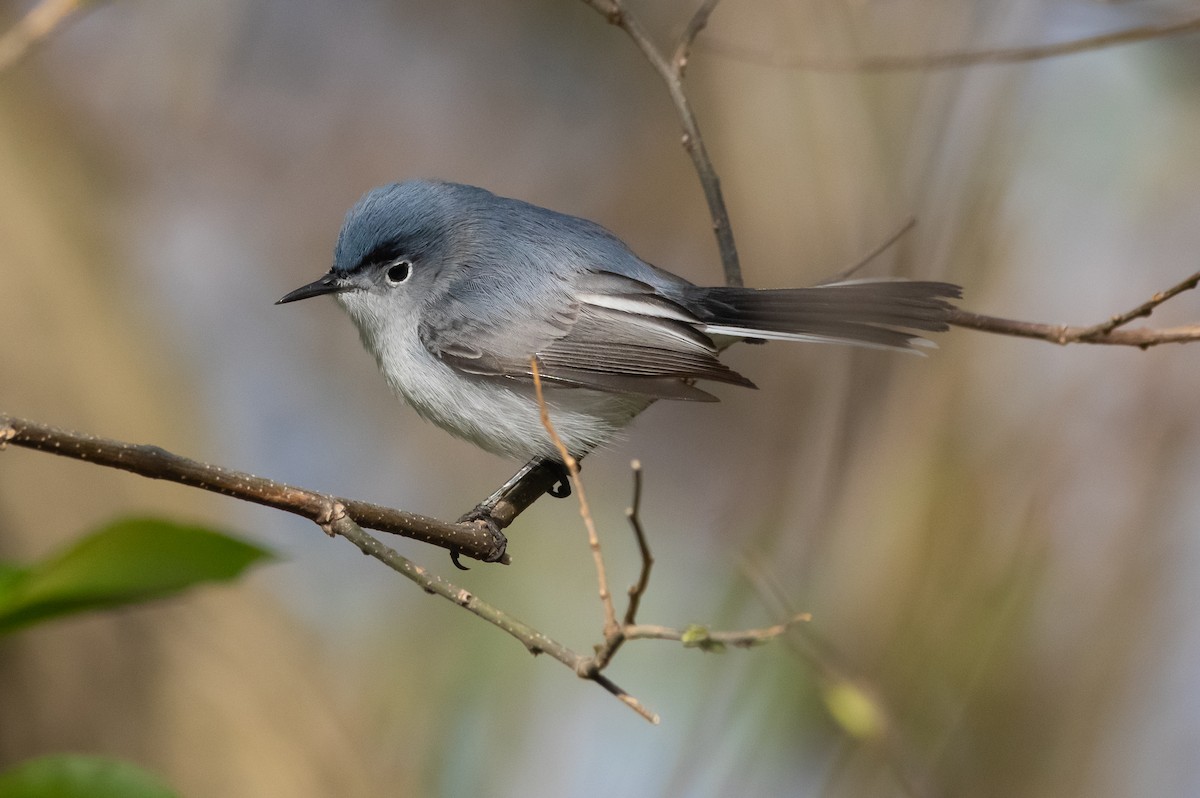 Blue-gray Gnatcatcher - ML336249181