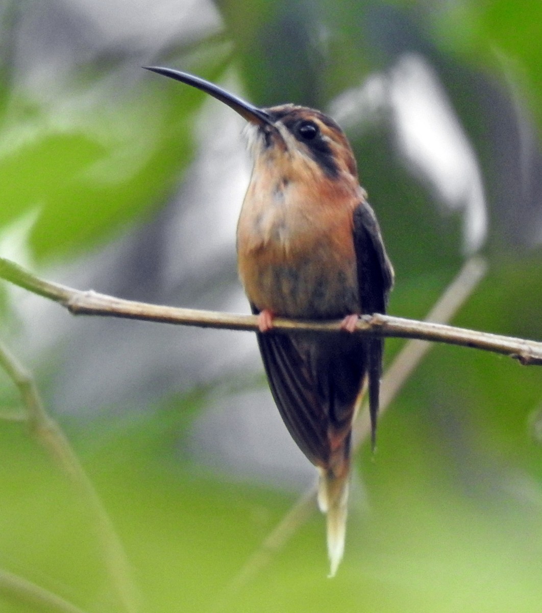 Streifenkehl-Schattenkolibri - ML336249541