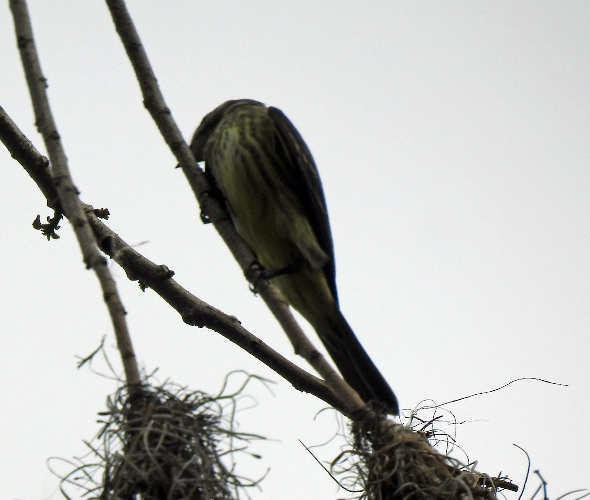 Piratic Flycatcher - Danilo Moreno