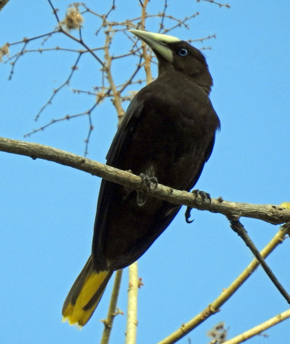 Chestnut-headed Oropendola - ML336250901