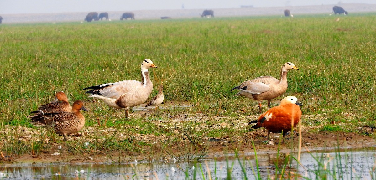 Bar-headed Goose - ML336251011