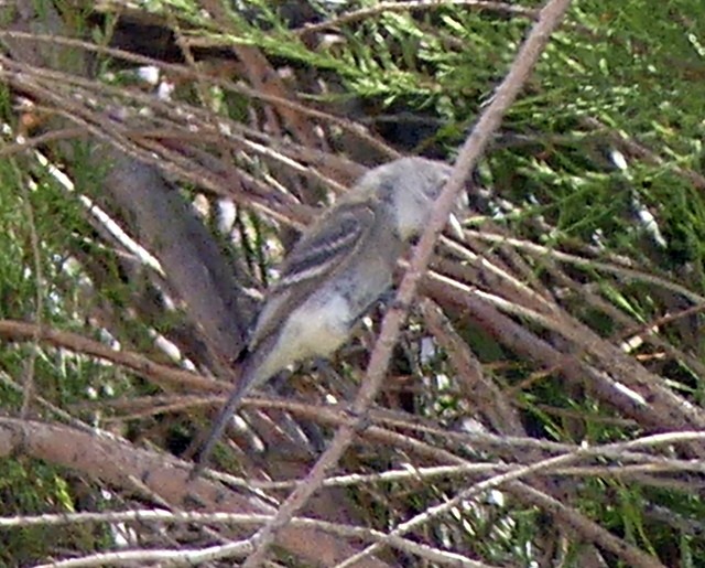 Gray Flycatcher - ML336251951