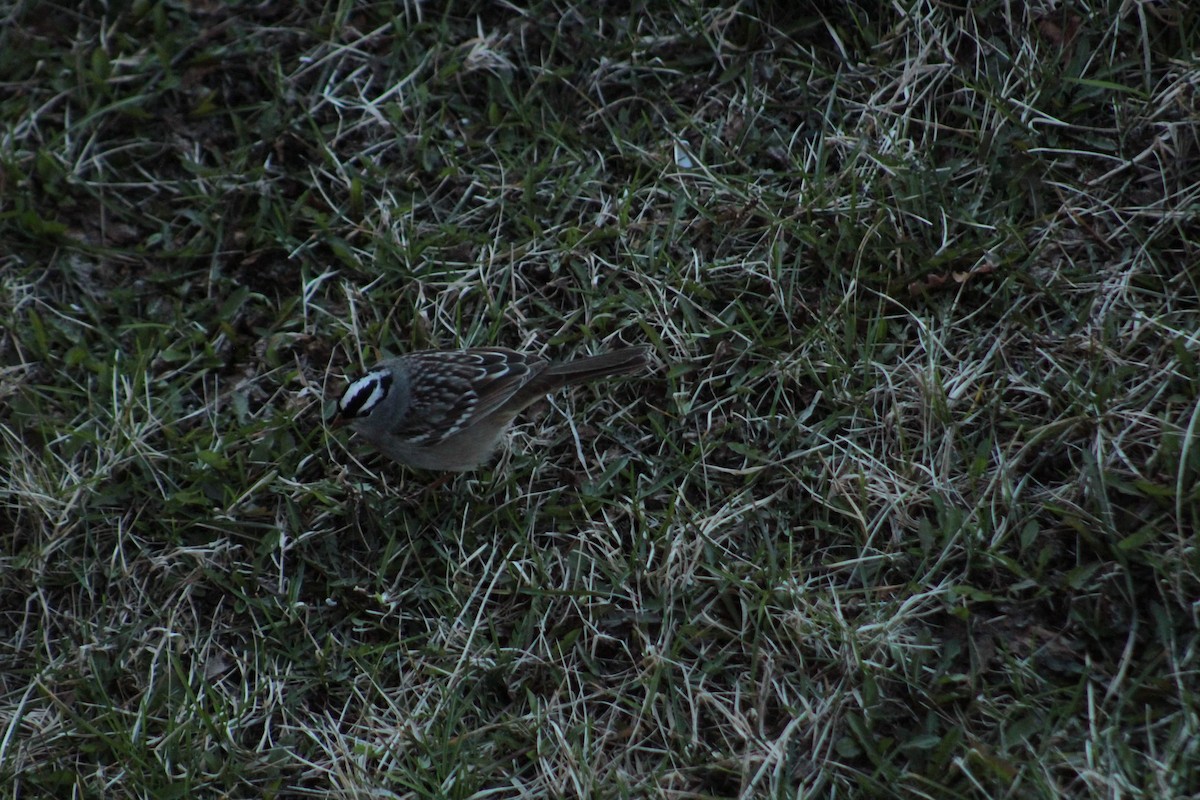 White-crowned Sparrow - ML336252331