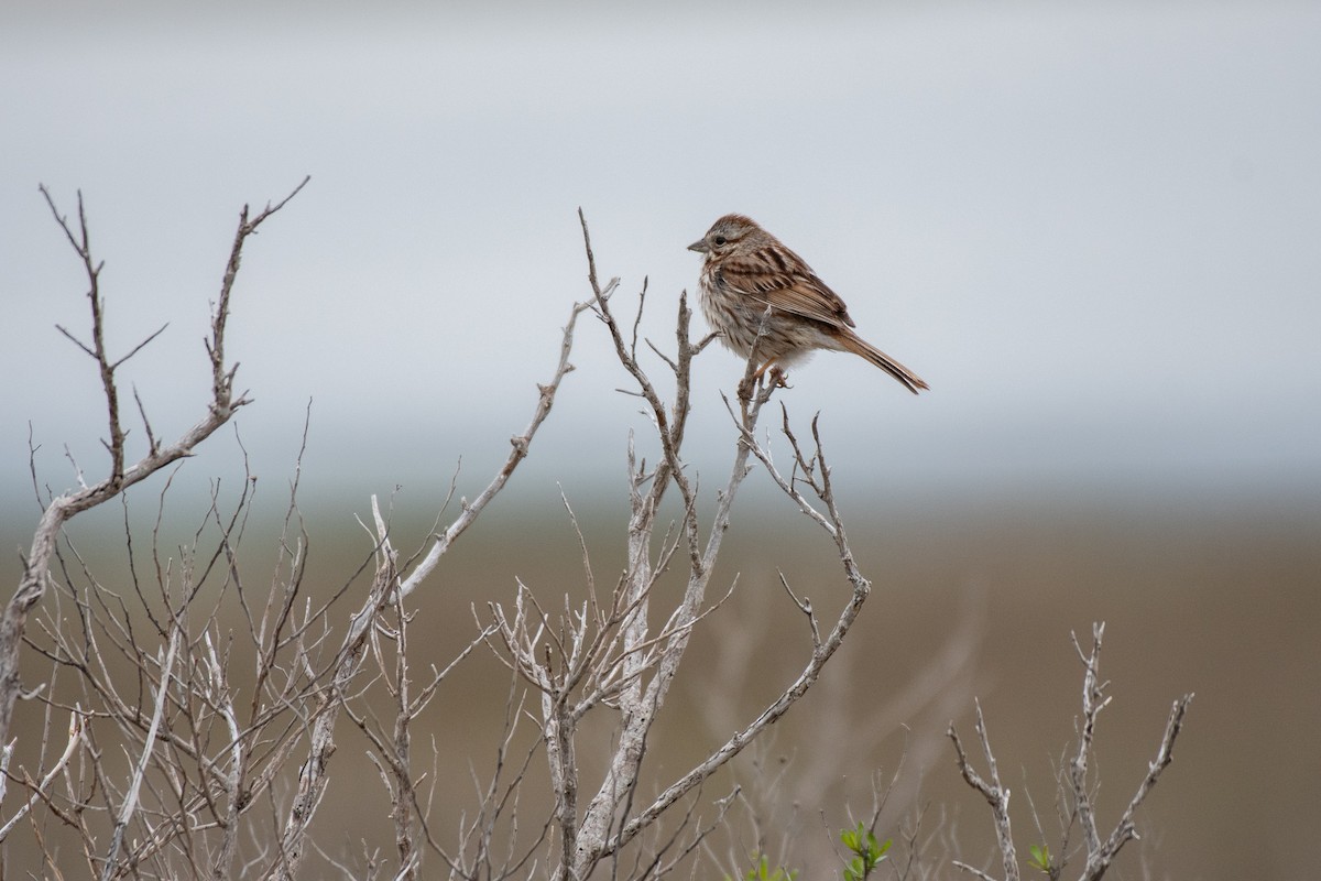 Song Sparrow - ML336253621