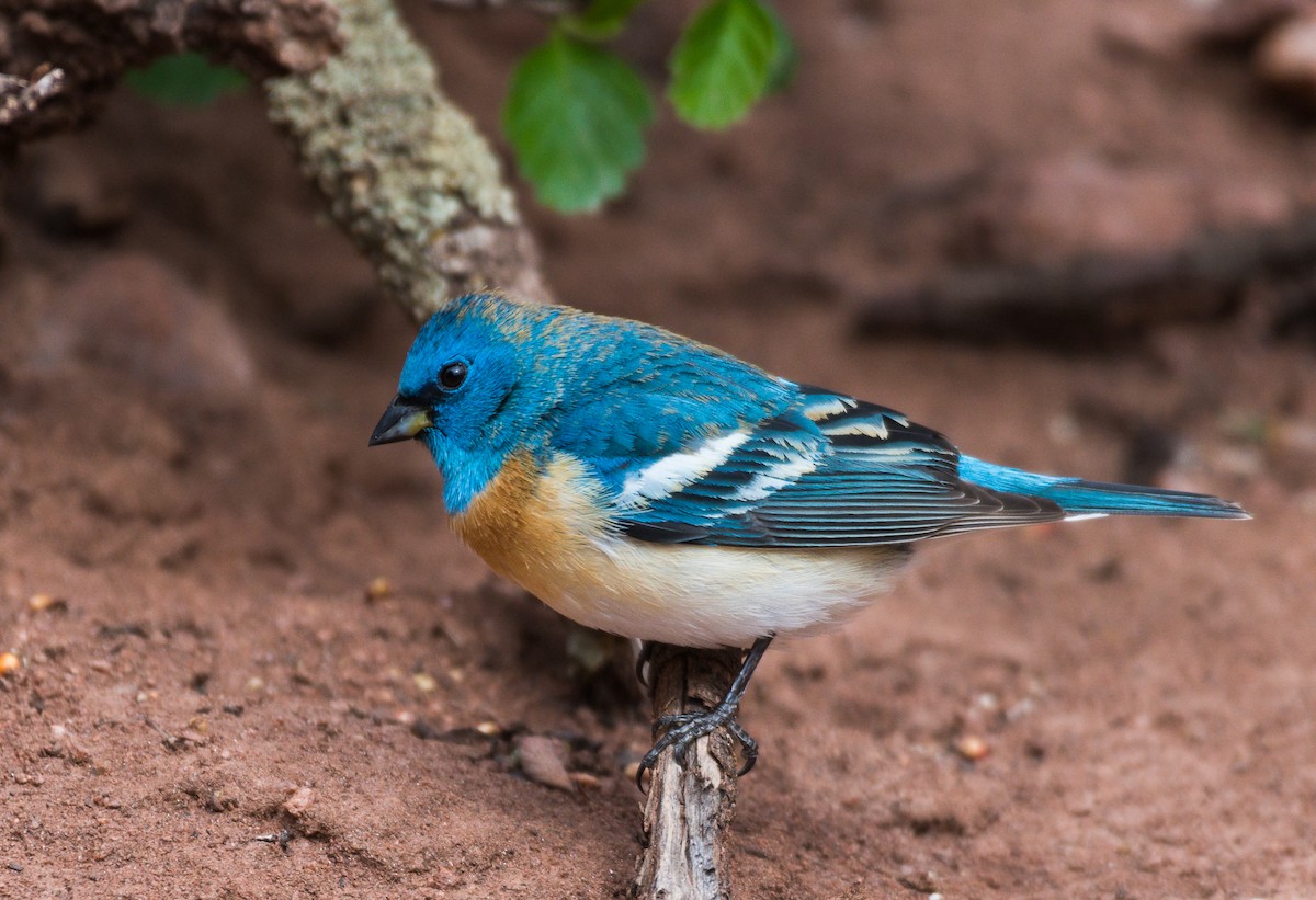 Lazuli Bunting - ML336253751