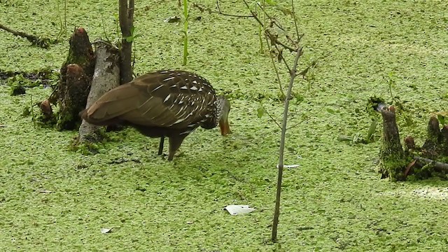 Limpkin - ML336256721