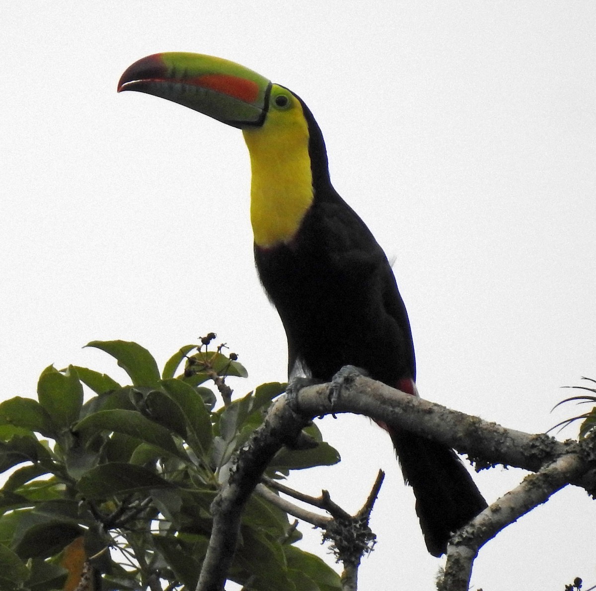 Toucan à carène - ML336258121