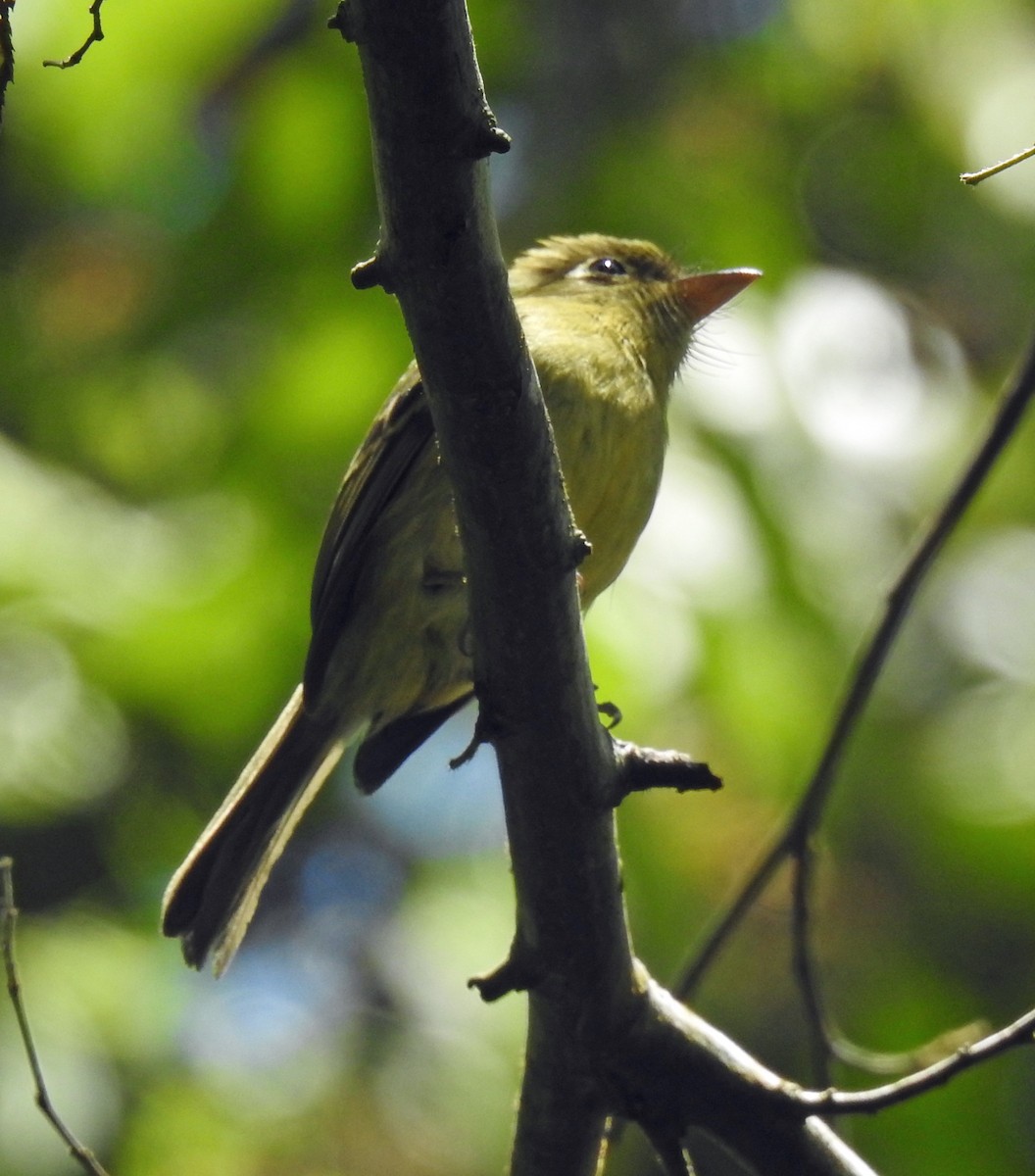 Yellowish Flycatcher - ML336259811