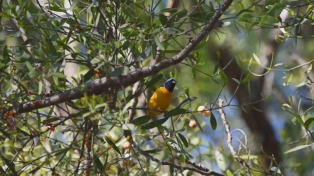 Golden-rumped Euphonia - ML336261101