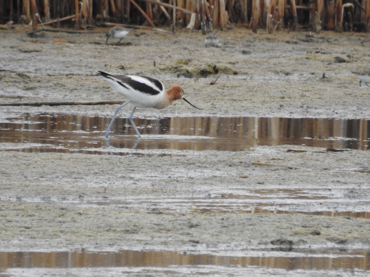 American Avocet - ML336261311