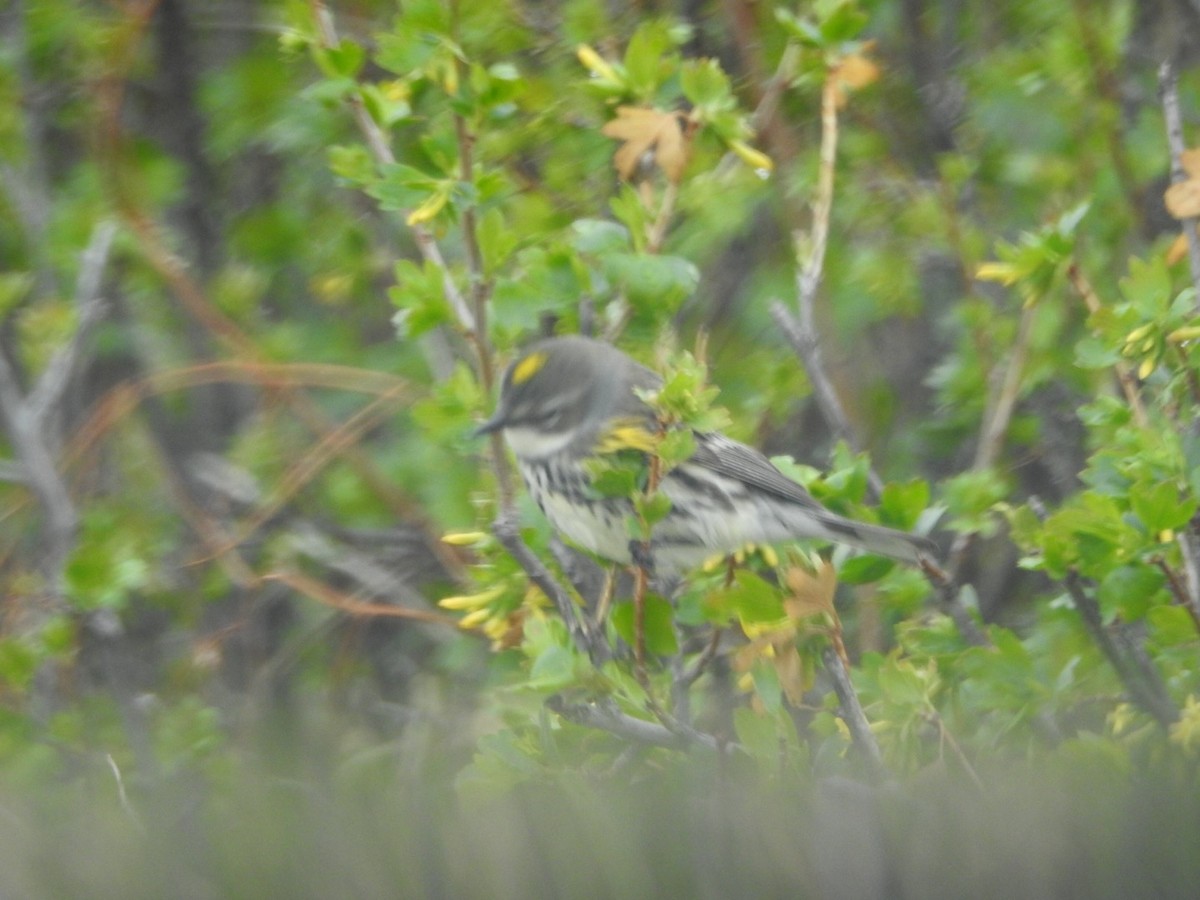 Yellow-rumped Warbler (Myrtle) - ML336262481