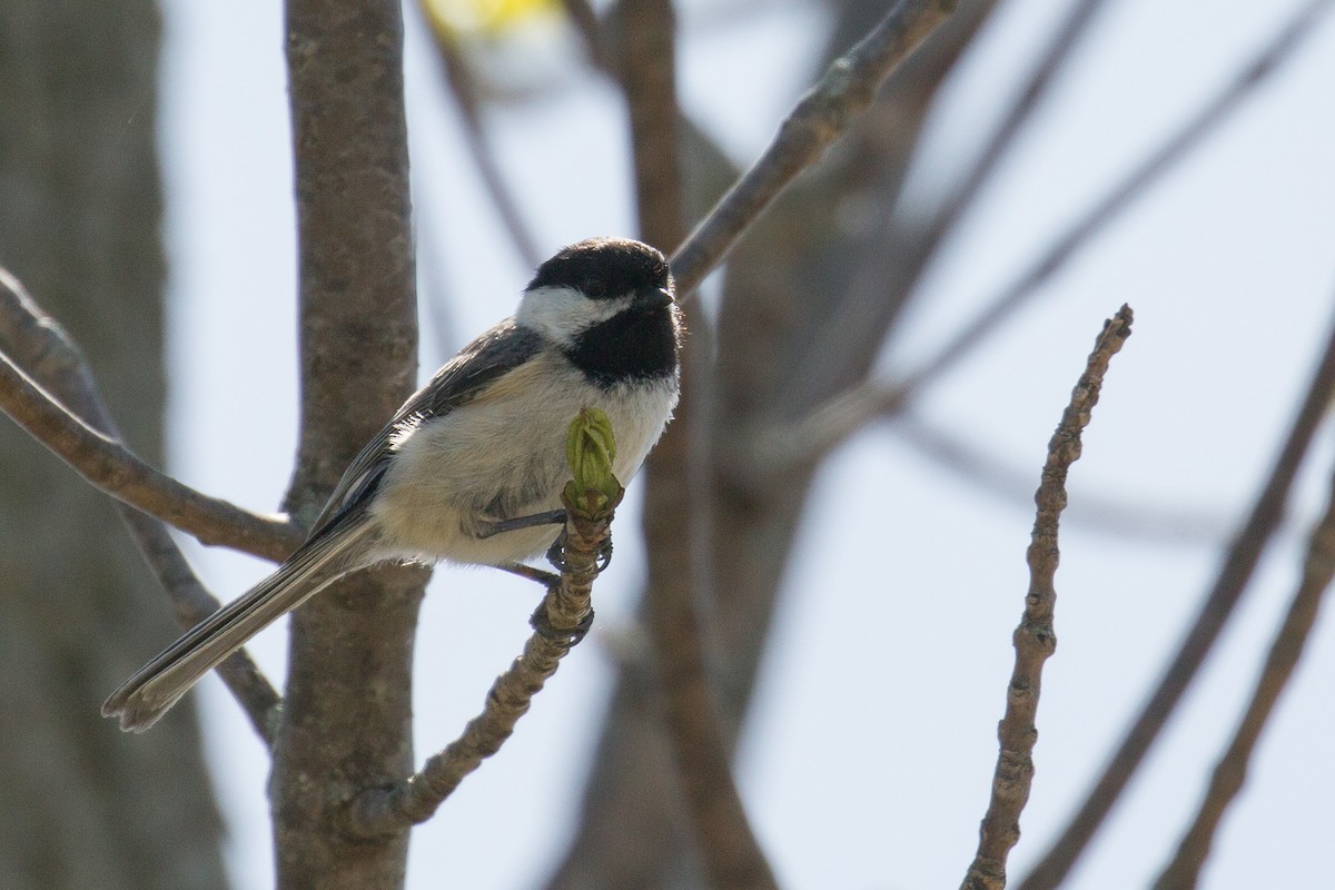 Black-capped Chickadee - ML336262561