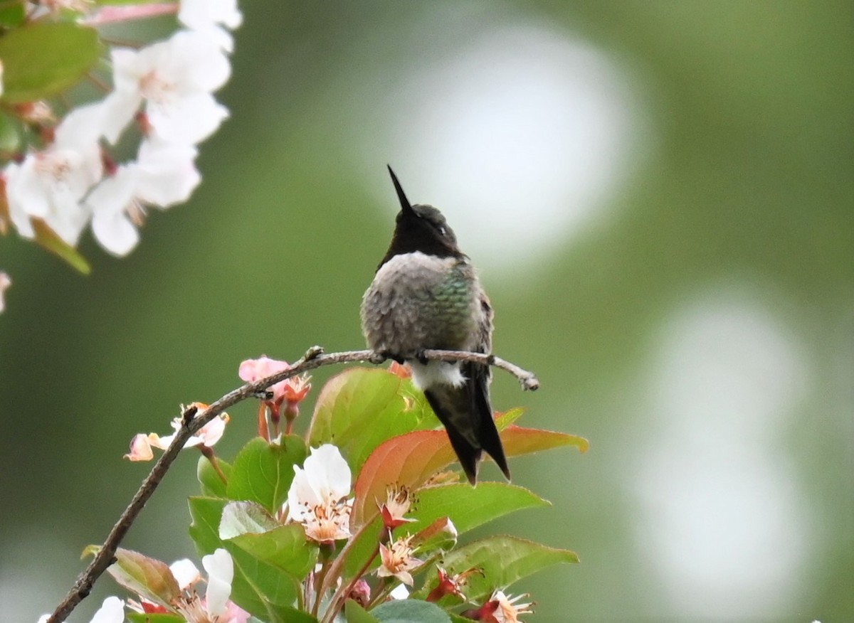 Ruby-throated Hummingbird - ML336262941
