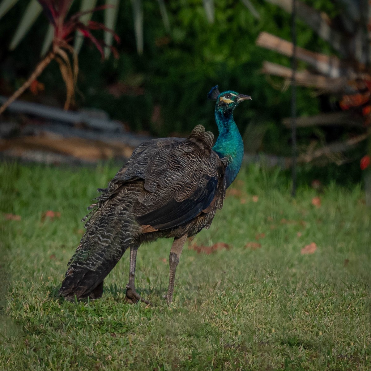 Indian Peafowl - ML336263191