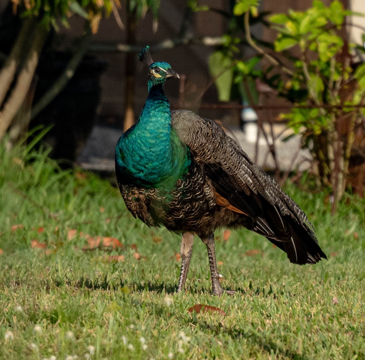 Indian Peafowl - ML336263211