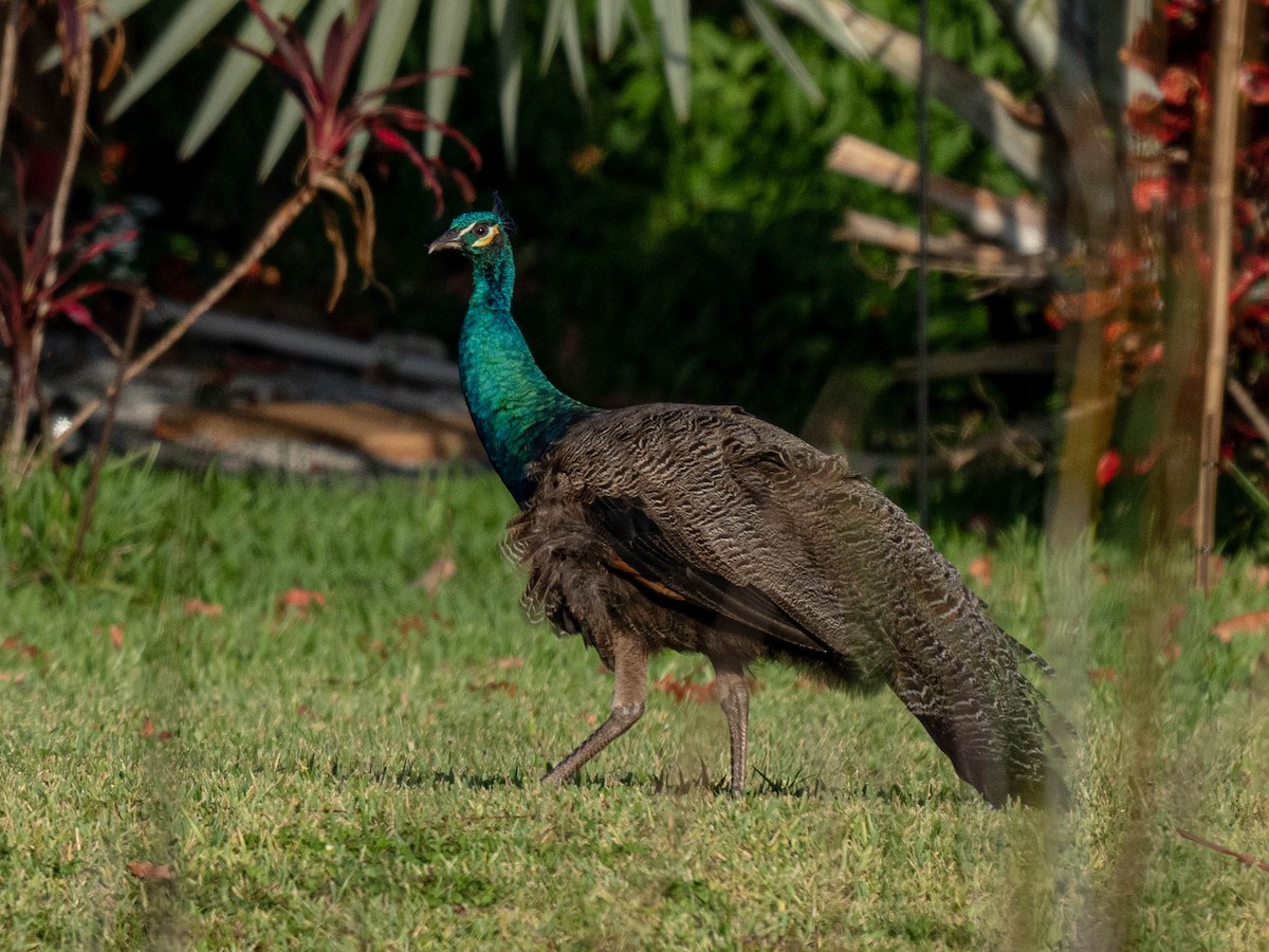 Indian Peafowl - ML336263241