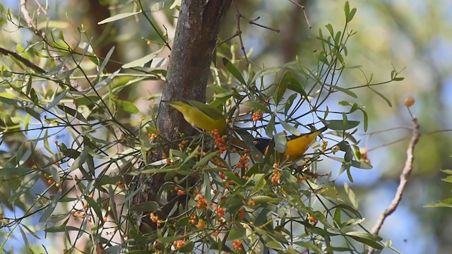 Golden-rumped Euphonia - ML336264281