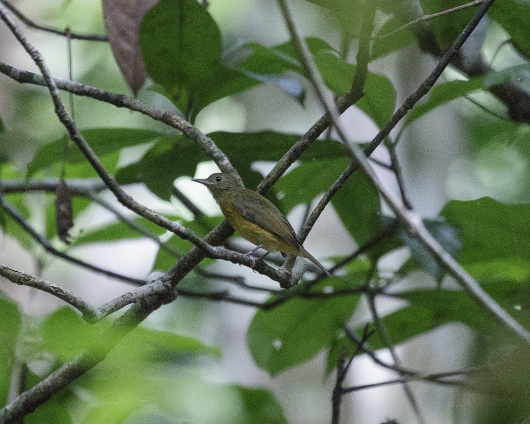 McConnell's Flycatcher (Guianan) - ML336267331