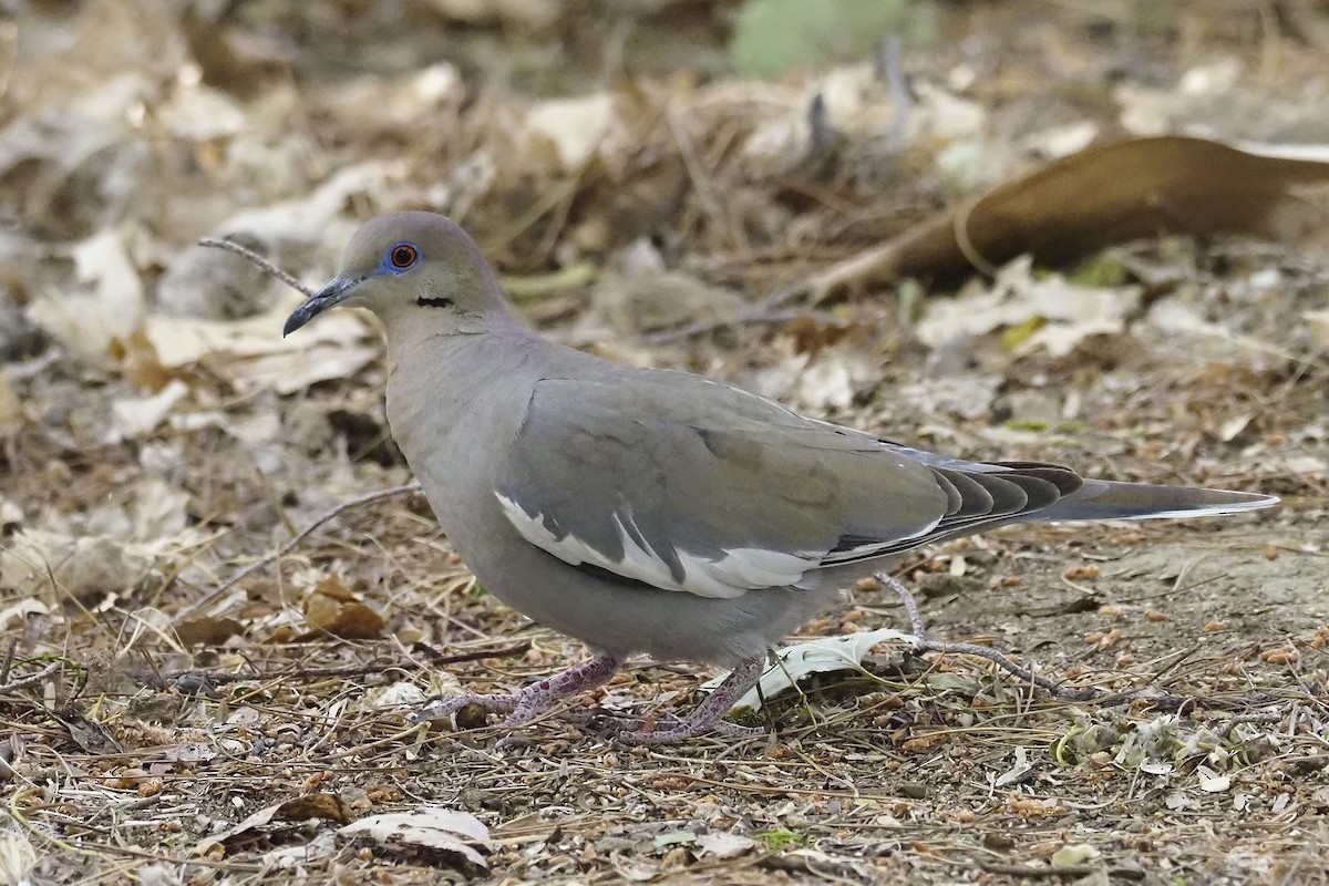 White-winged Dove - Donna Pomeroy