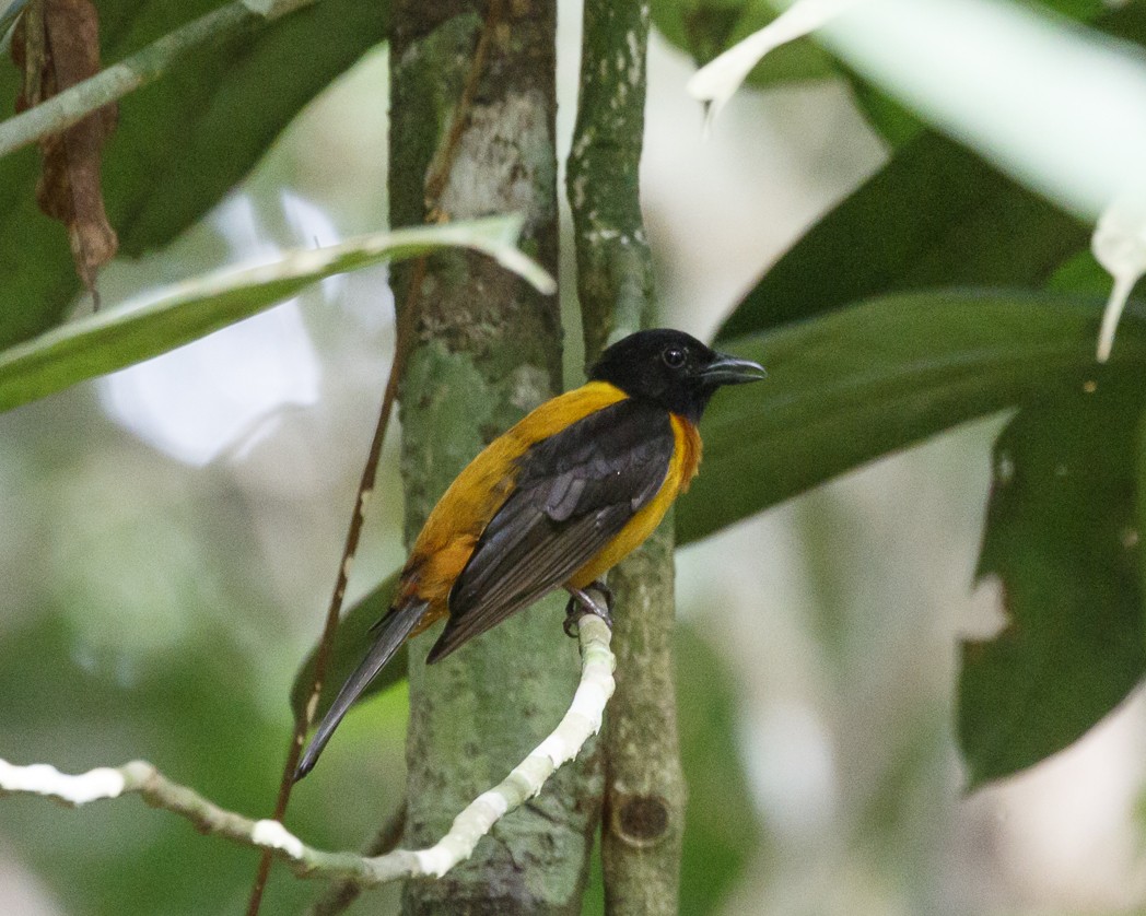 Fulvous Shrike-Tanager - Silvia Faustino Linhares