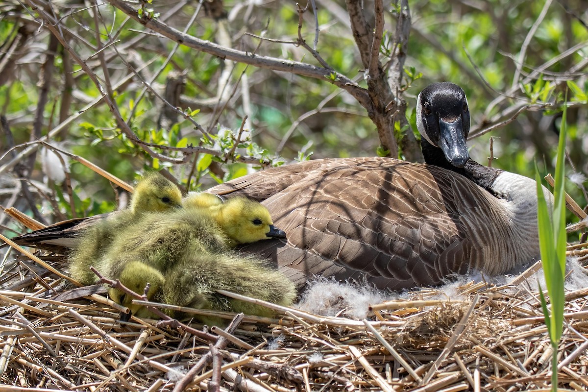 Canada Goose - ML336270421