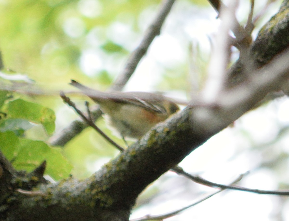 Bay-breasted Warbler - ML336272081