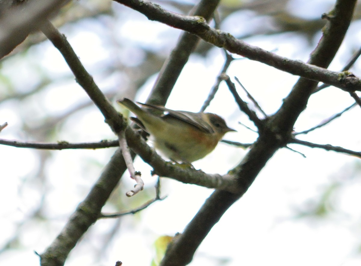 Bay-breasted Warbler - ML336272091