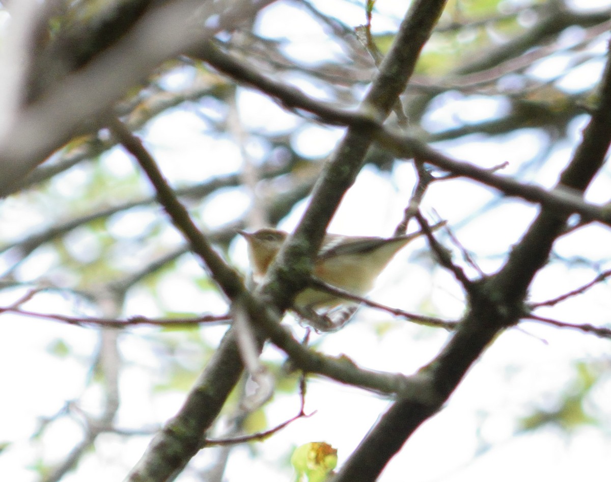 Bay-breasted Warbler - ML336272101