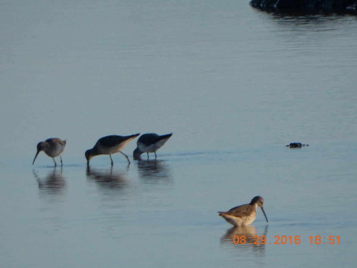 Short-billed Dowitcher - ML33627401