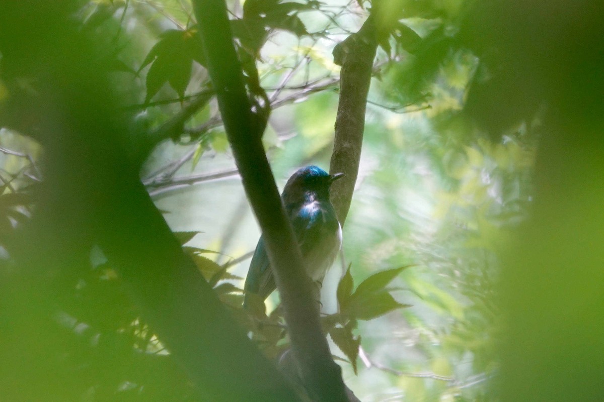 Blue-and-white Flycatcher - ML336274051