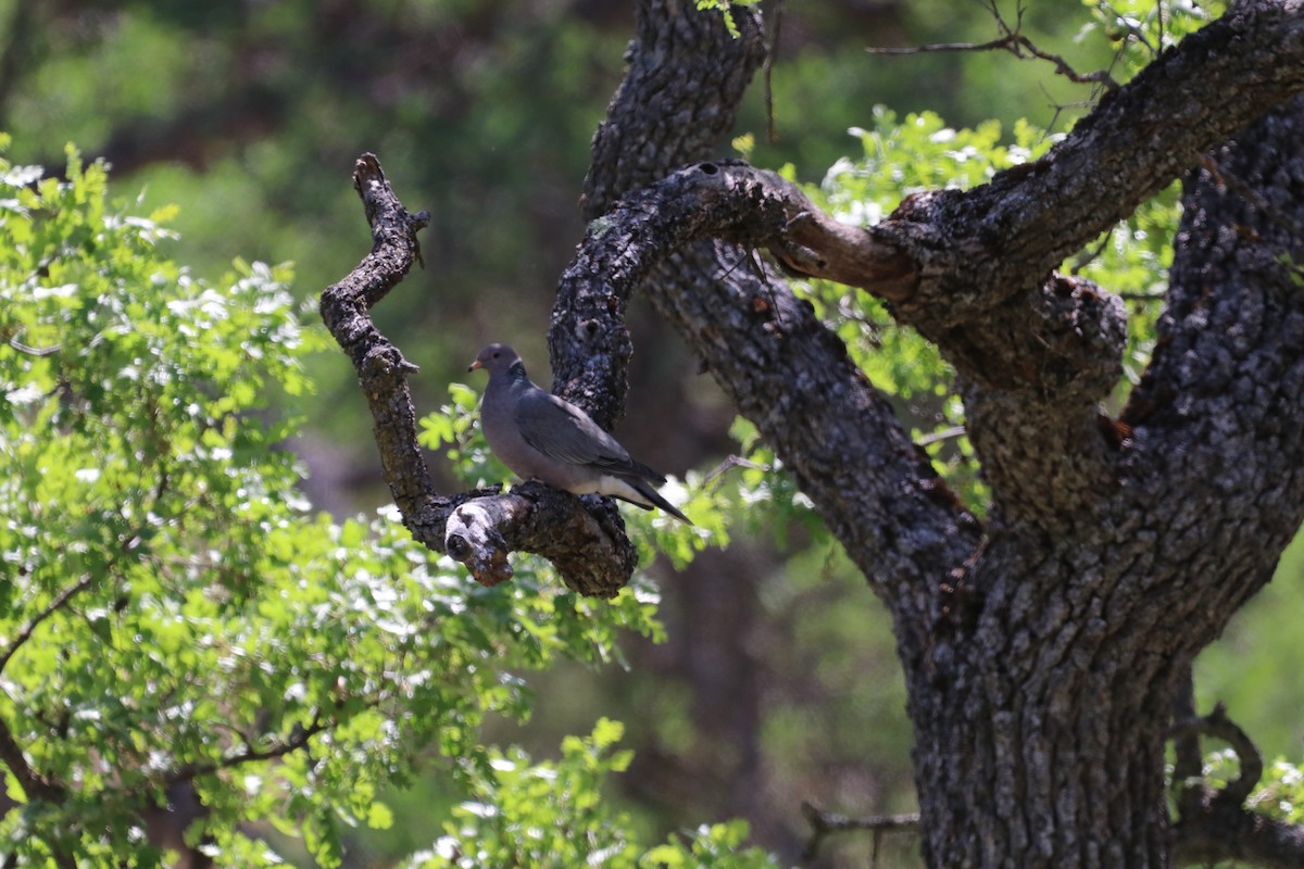 Band-tailed Pigeon - ML336274171