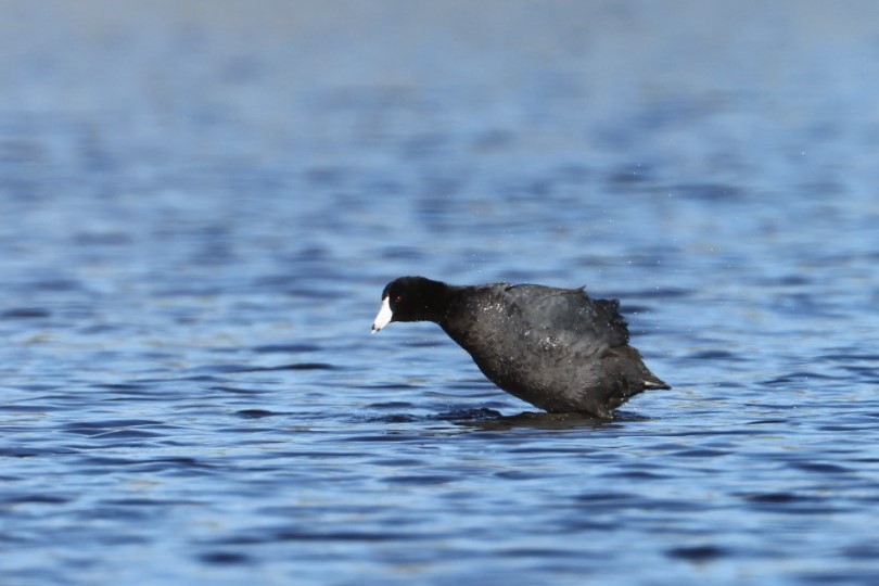 American Coot - ML336276671