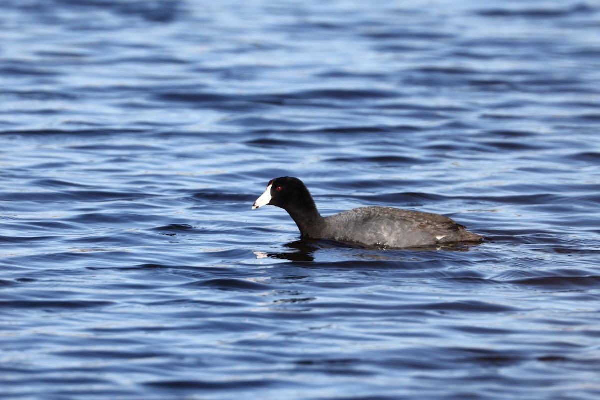 American Coot - Yves Lajoie