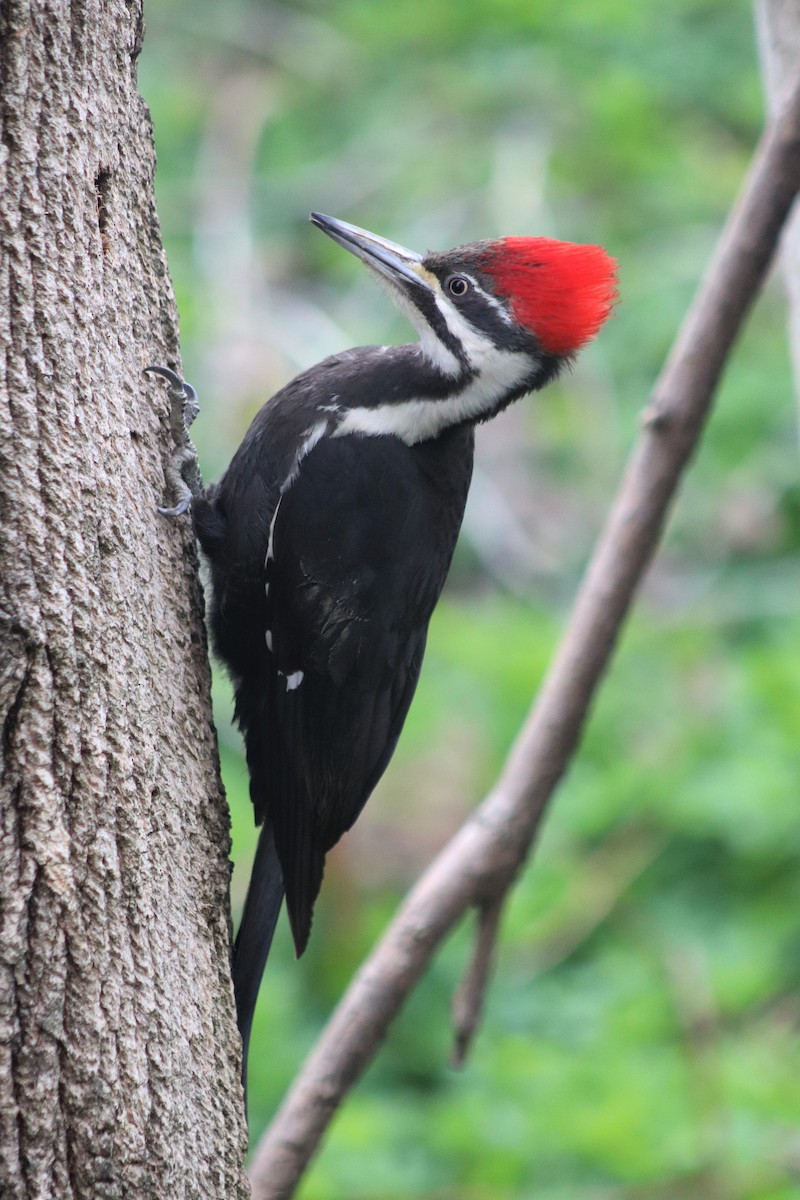 Pileated Woodpecker - ML336276881