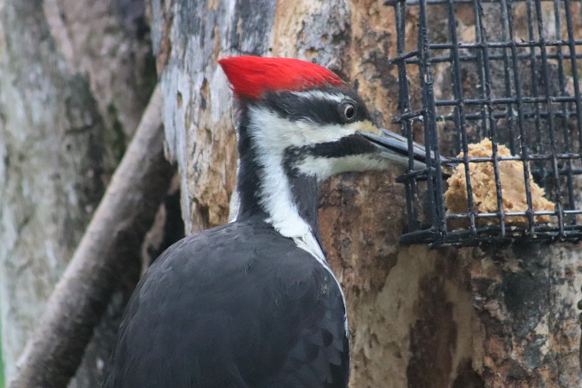 Pileated Woodpecker - Cindy Grimes