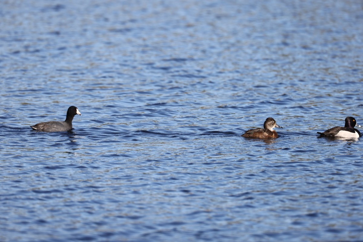 American Coot - ML336276981