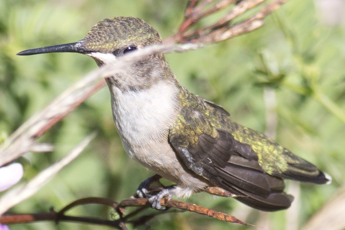 Colibrí Gorjirrubí - ML33627731