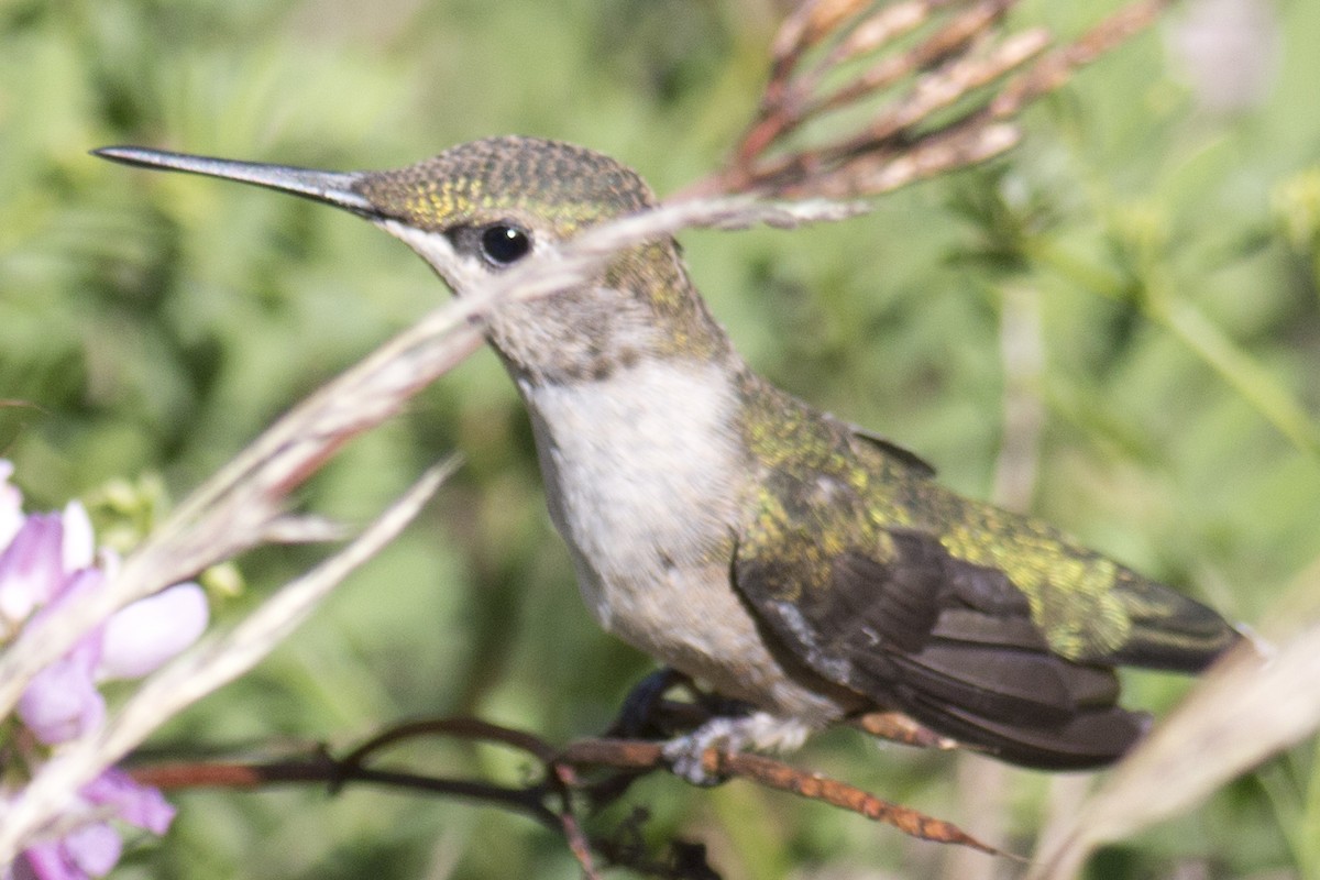 Colibrí Gorjirrubí - ML33627741