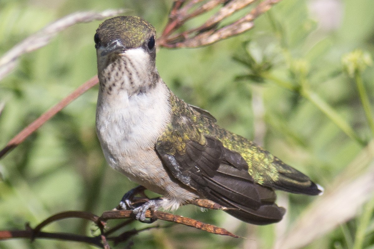 Colibrí Gorjirrubí - ML33627751