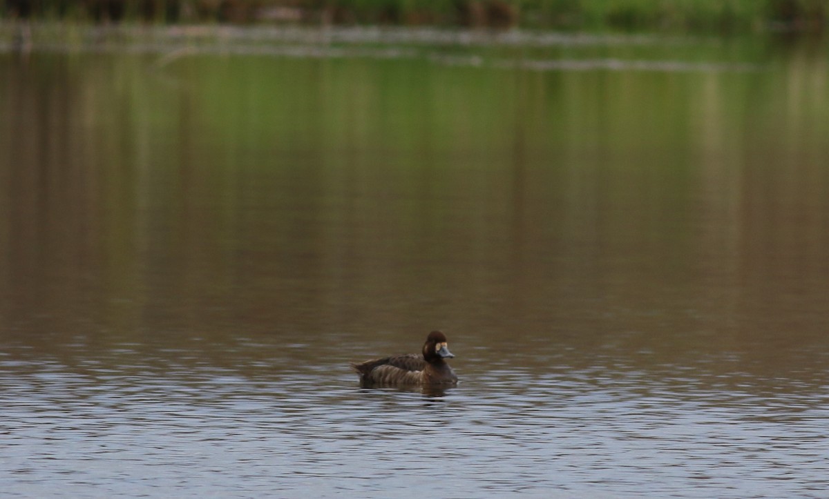 Lesser Scaup - ML336278761