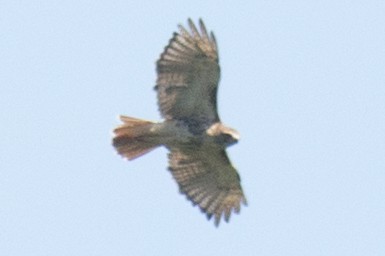 Red-tailed Hawk - ML33628091