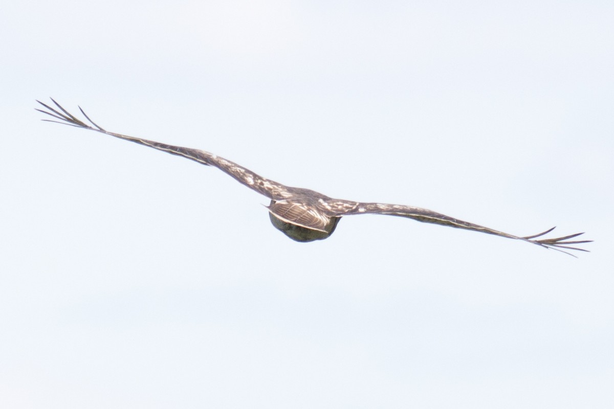 Red-tailed Hawk - ML33628121