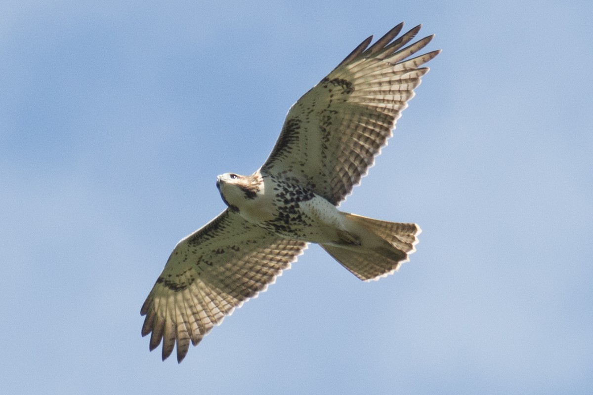 Red-tailed Hawk - ML33628151