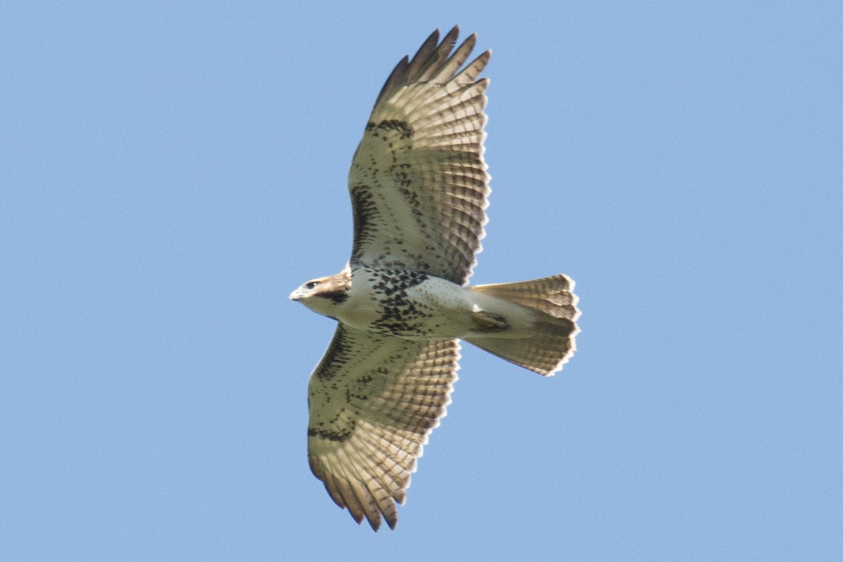 Red-tailed Hawk - David Brown