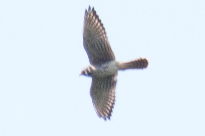 American Kestrel - ML33628371